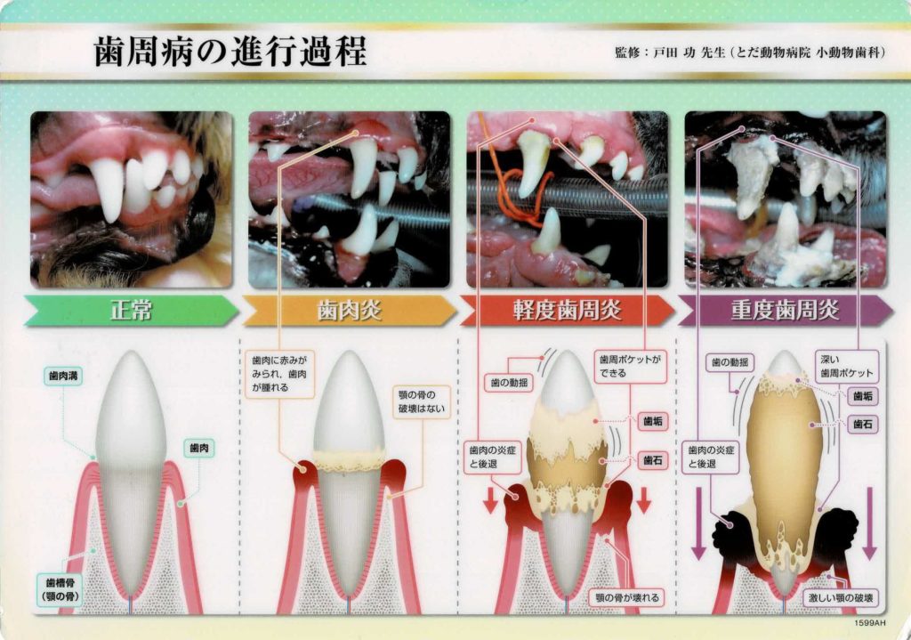 歯石除去 ハートワン動物病院総合医療ケアセンター 東京都 豊島区 池袋