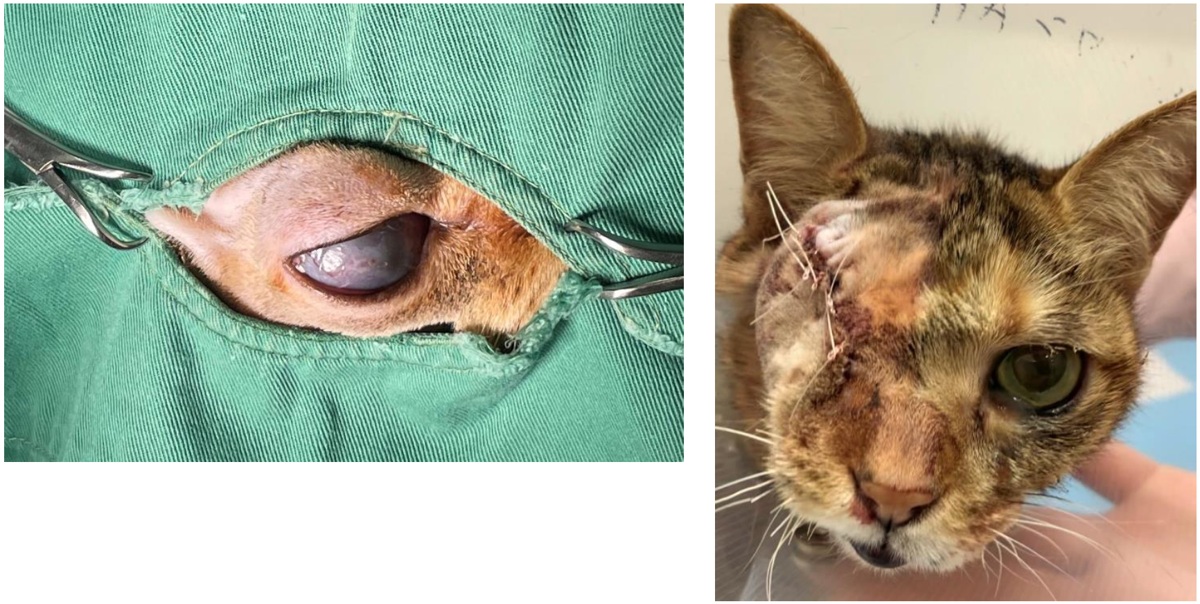 猫の腫瘍　初版 猫の腫瘍 初版