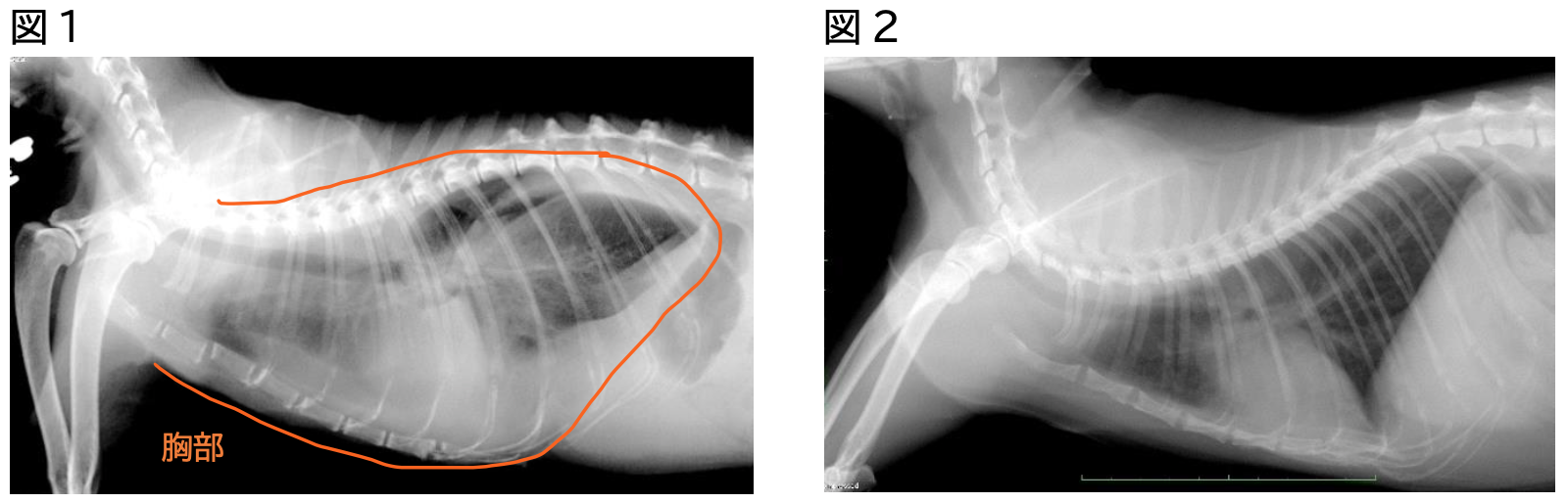 Case93 肥大型心筋症 - ハートワン動物病院総合医療ケアセンター